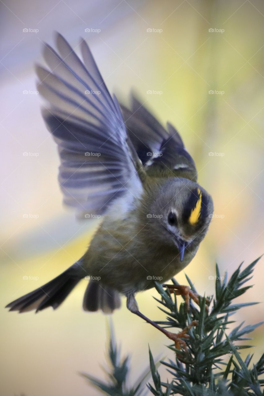 Goldcrest 