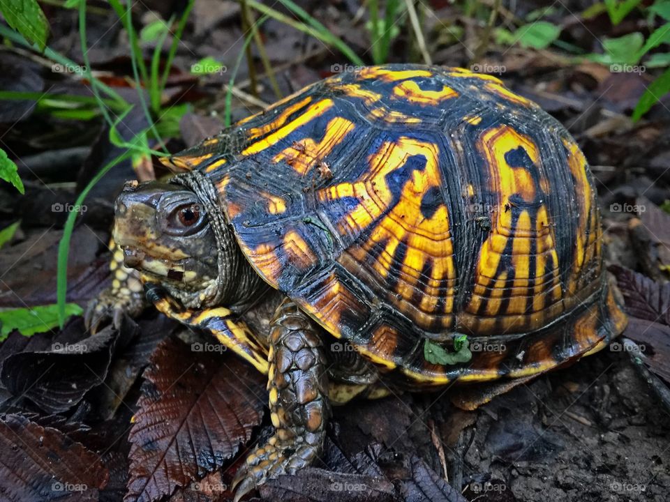 Free roaming box turtle