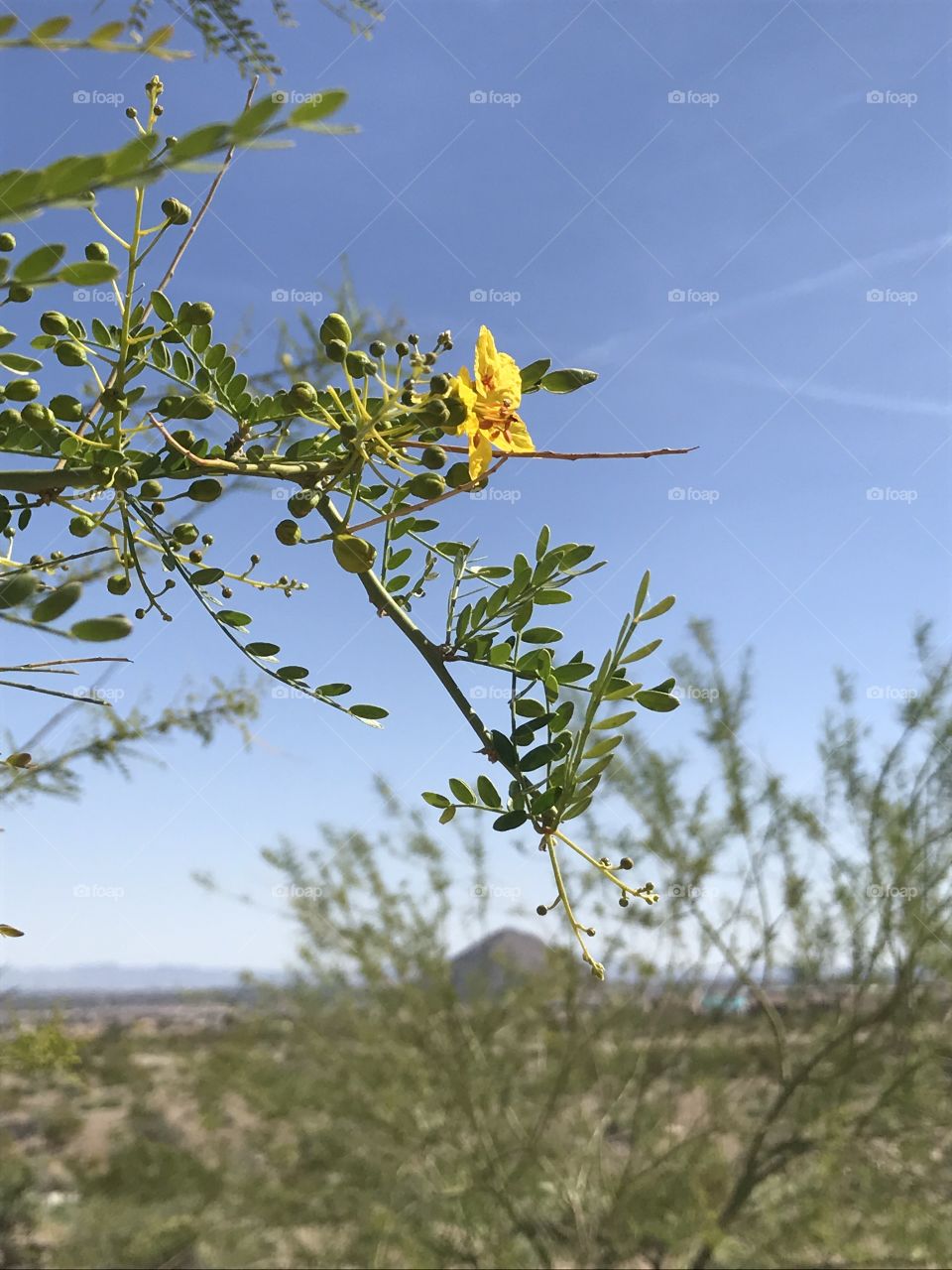 Yellow flower in the desert