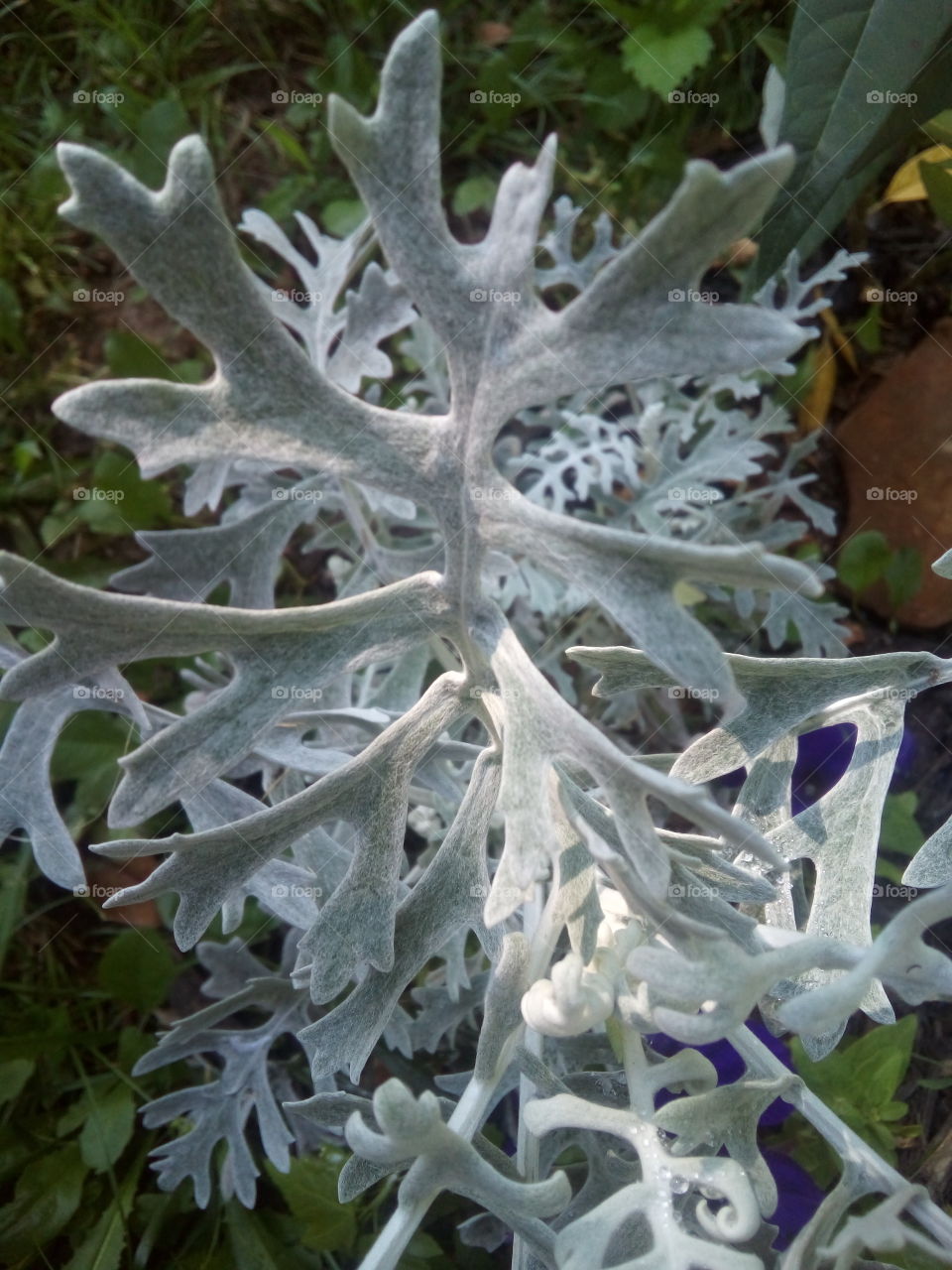 Dusty miller growing happily in it's garden spot. we can learn alot from plants and flowers.