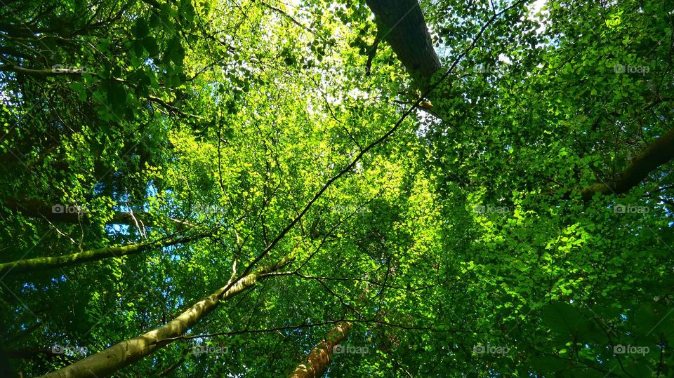 Beautiful skyline of trees