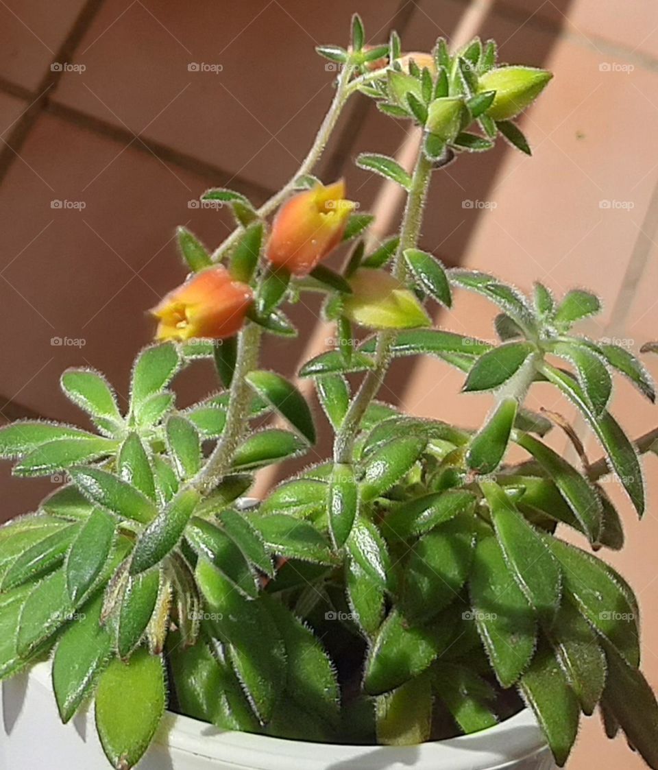 Life growing in plants