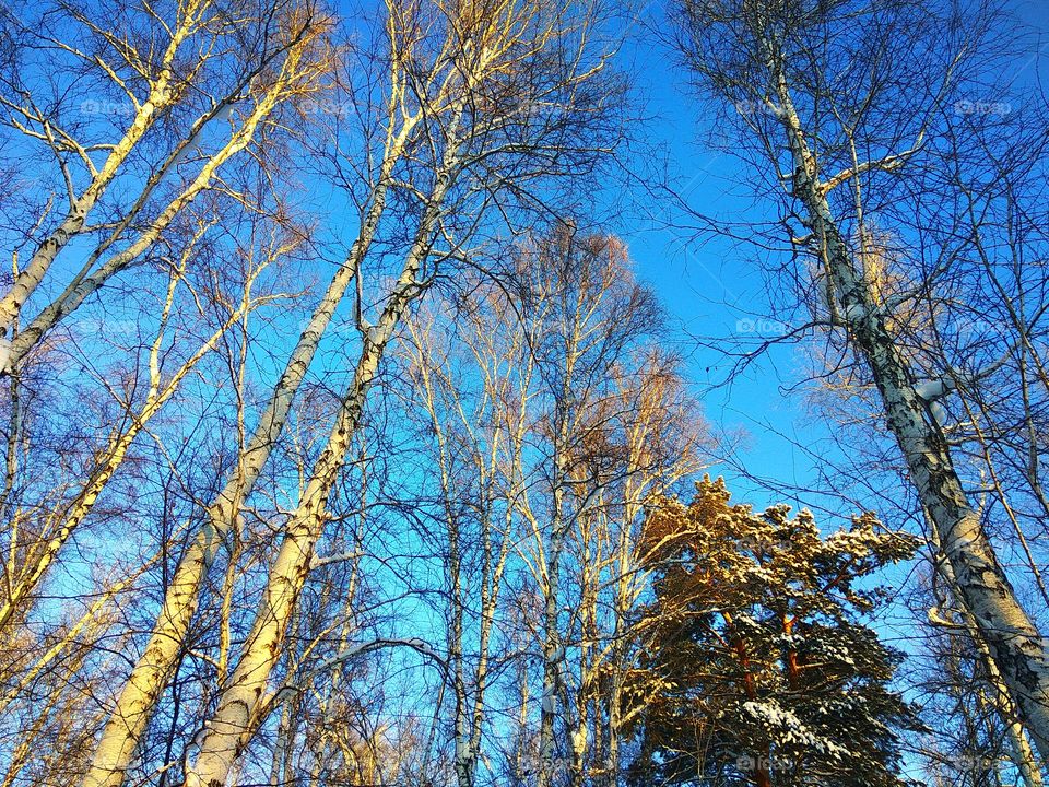 Winter landscape with trees against blue sky