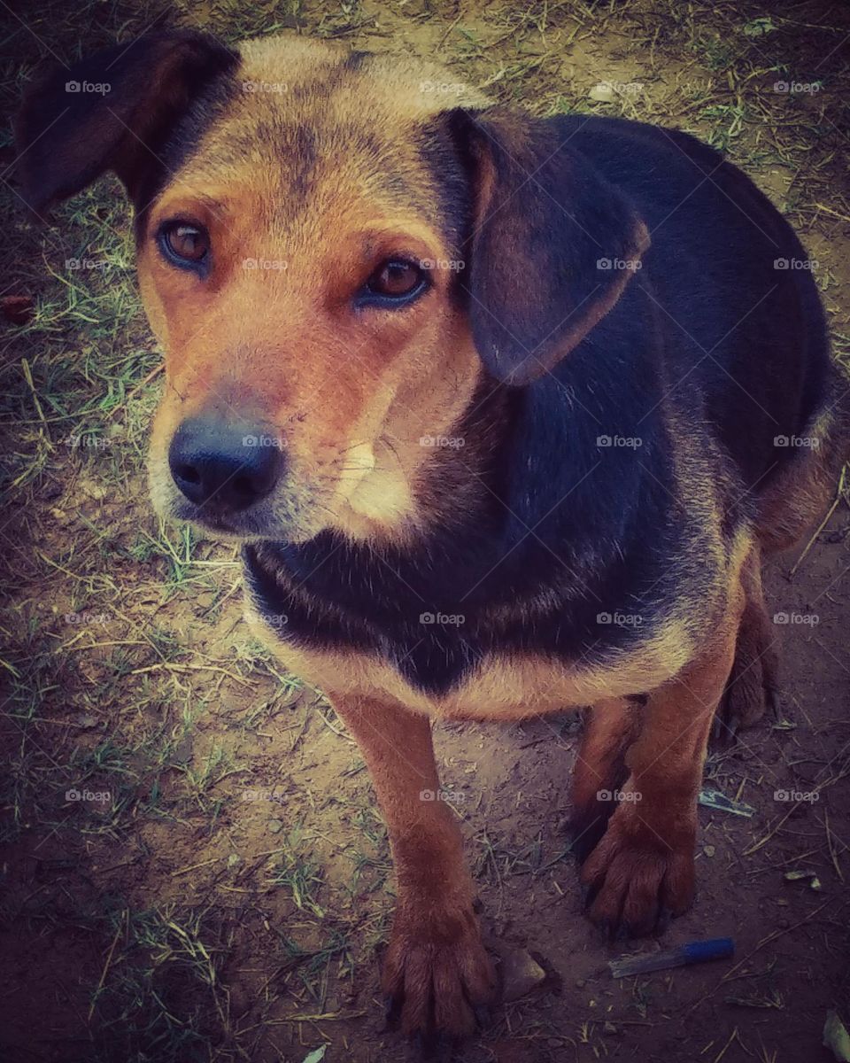 mobile series: animals