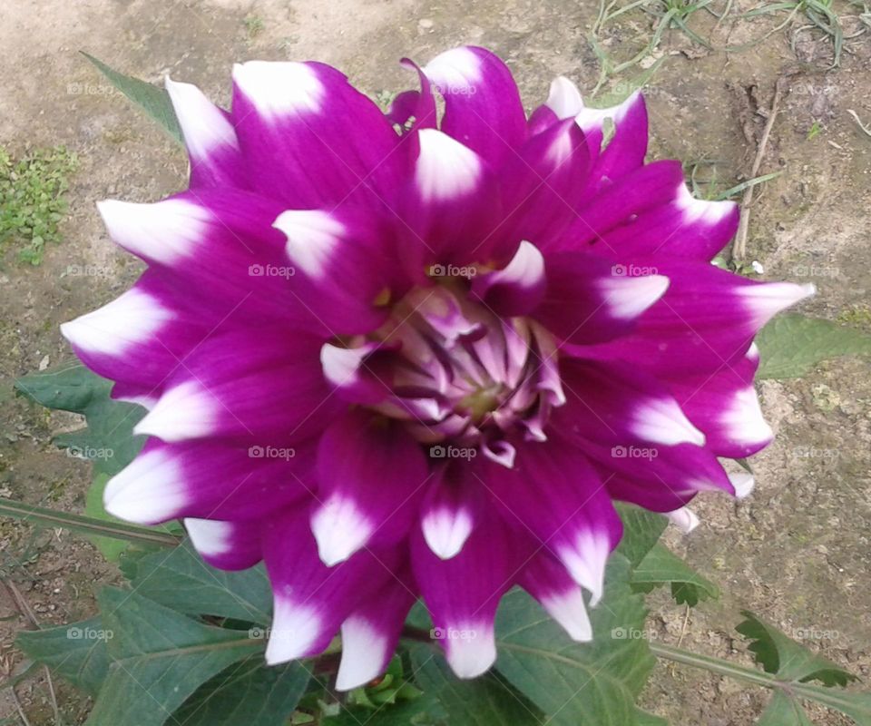 Beautiful dahlia flower blooming