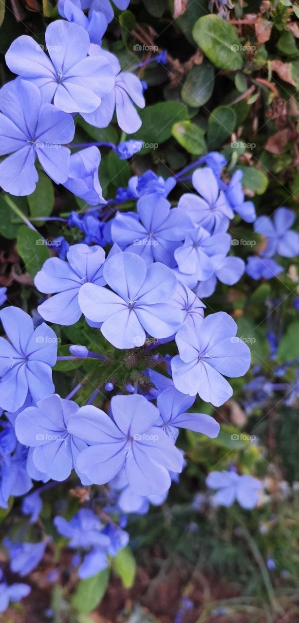 Pastel colors series baby blue