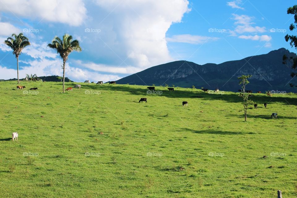 Beautiful view of mountains with green grass and cows