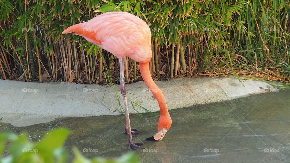 Flamingo i