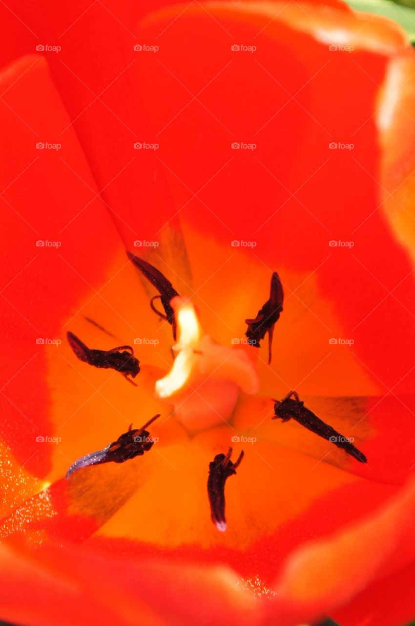 Close up orange tulip
