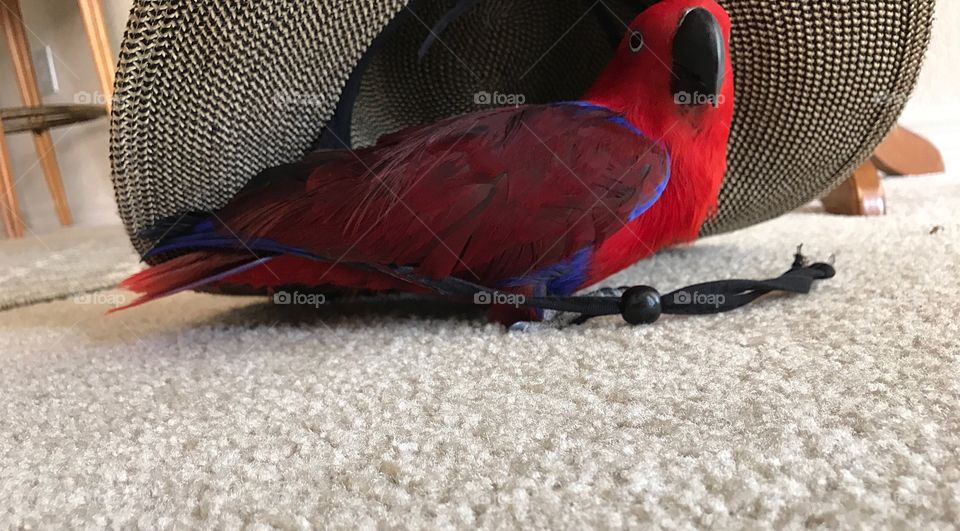 Sadie the red Parrot ducks under a wide brimmed hat for protection from the rain.