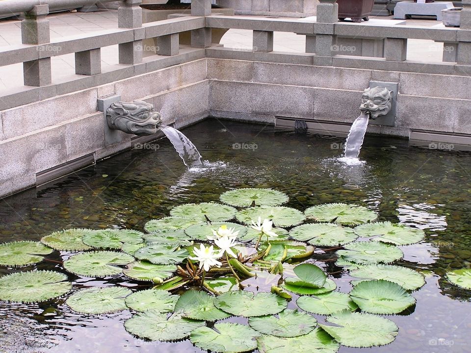 waterlily hong Kong nunnery