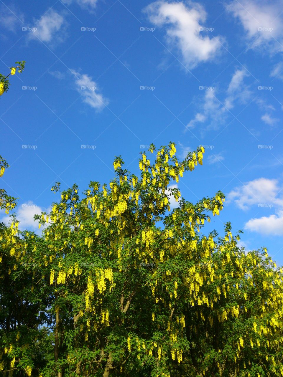 flowering labarnum . flowering laburnum 