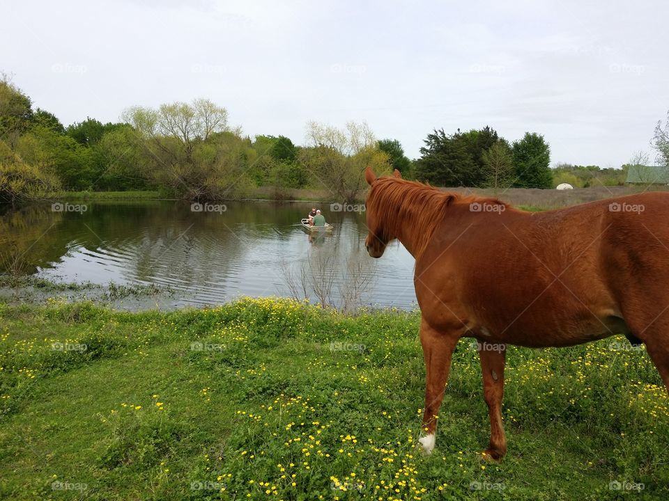 A Sorral Horse Watching Two Men in a Boat