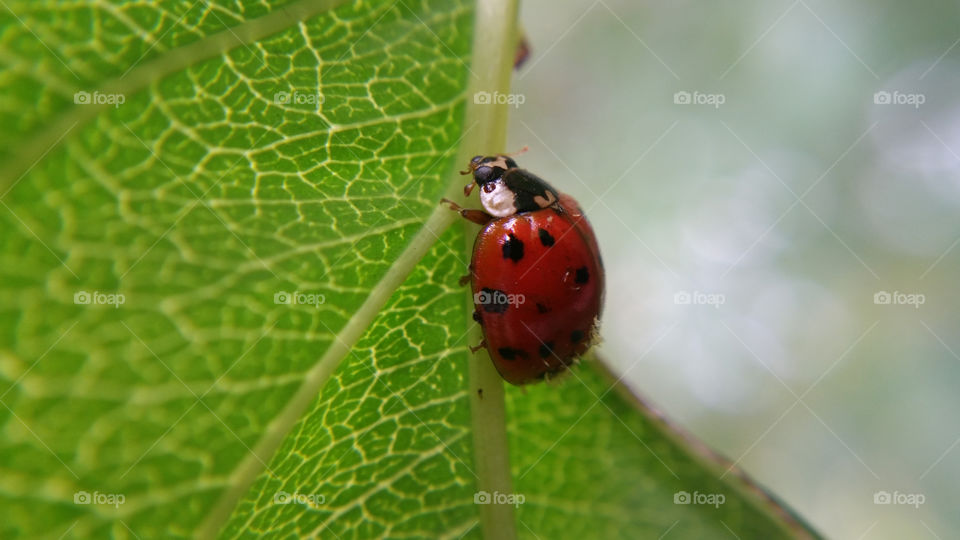 Ladybug on leaf macro 2