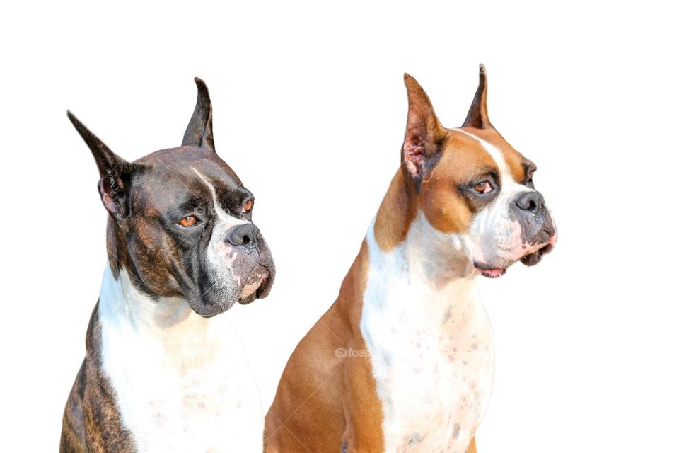 Sharp looking boxer dogs