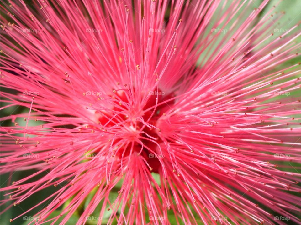 Pink spike flower