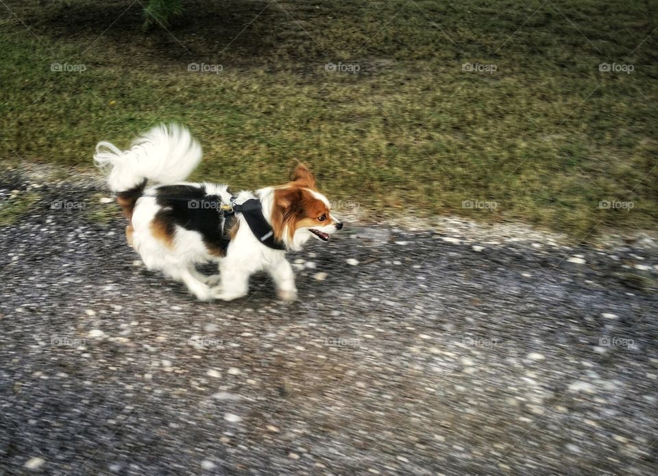 Papillion dog running down a rock road in Spring