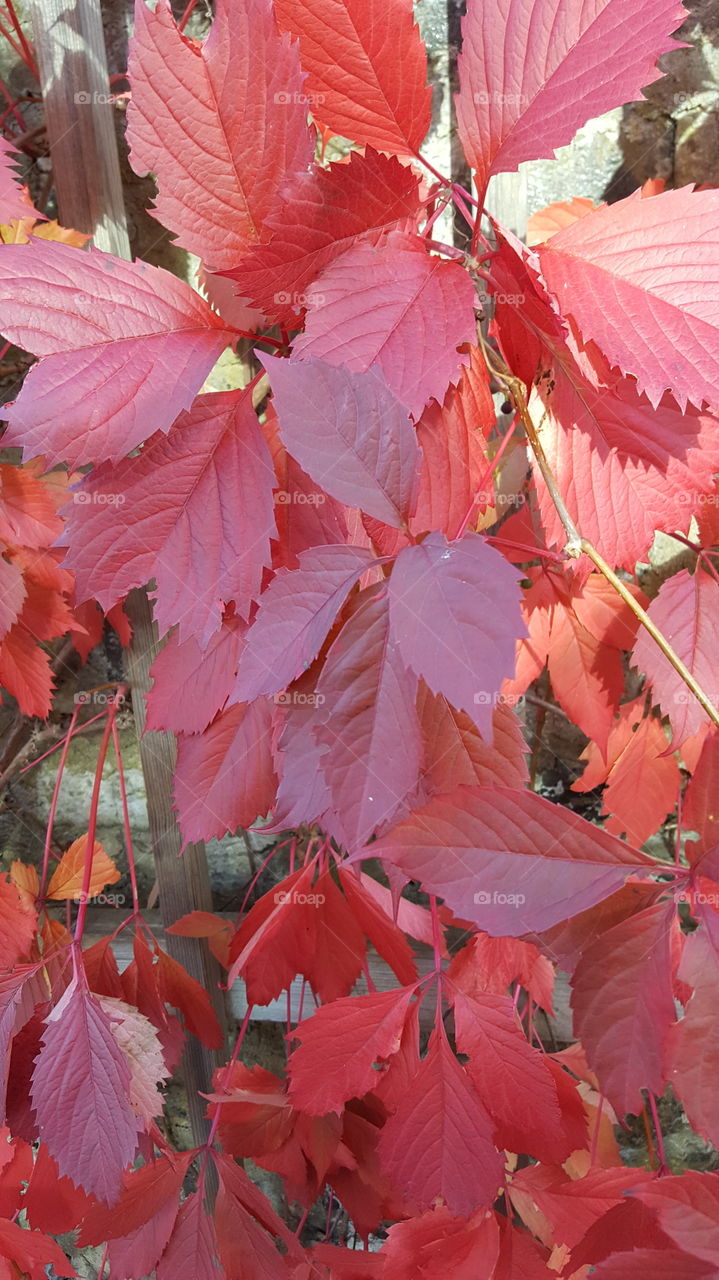red leaves