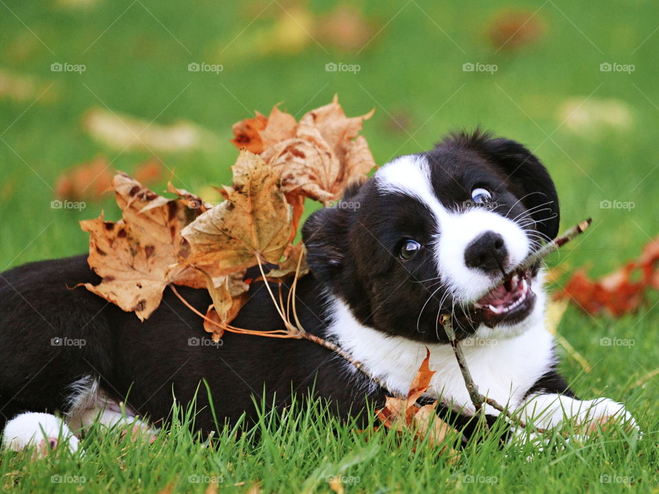 Mammal, Animal, Grass, Dog, Cute