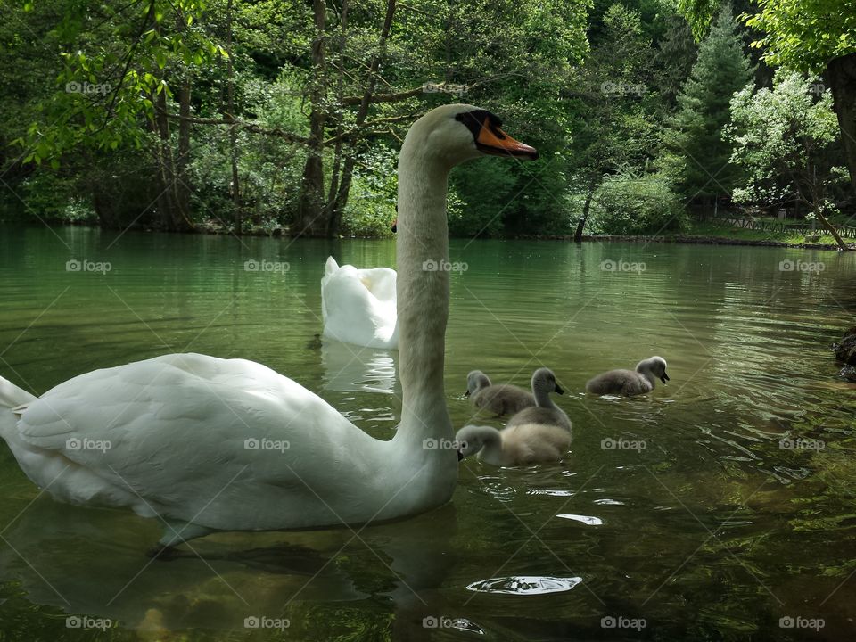 swan. swan with family