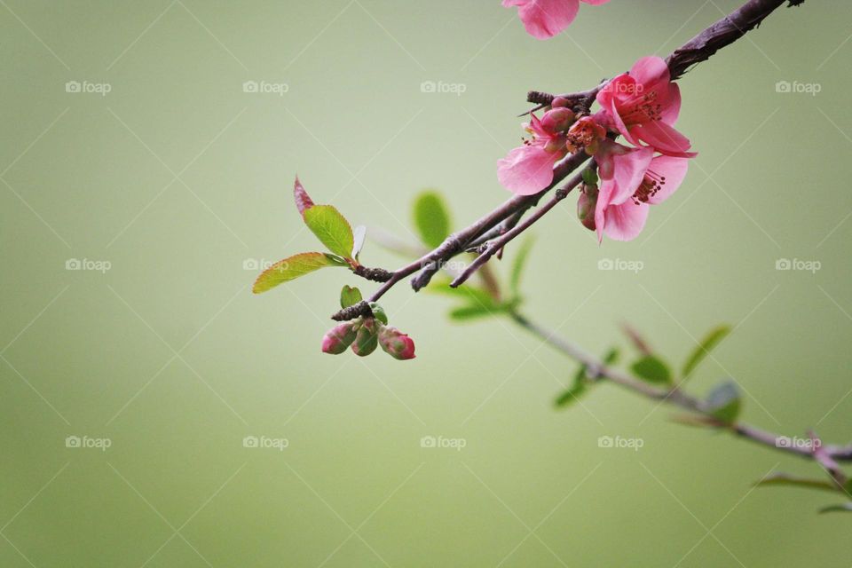 Pink flowers blossoming on tree in Springtime