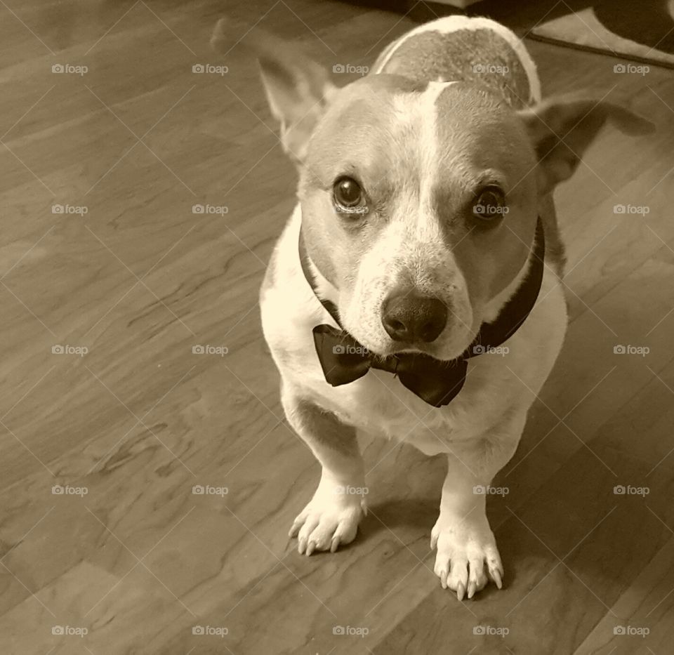 Dog in bow tie