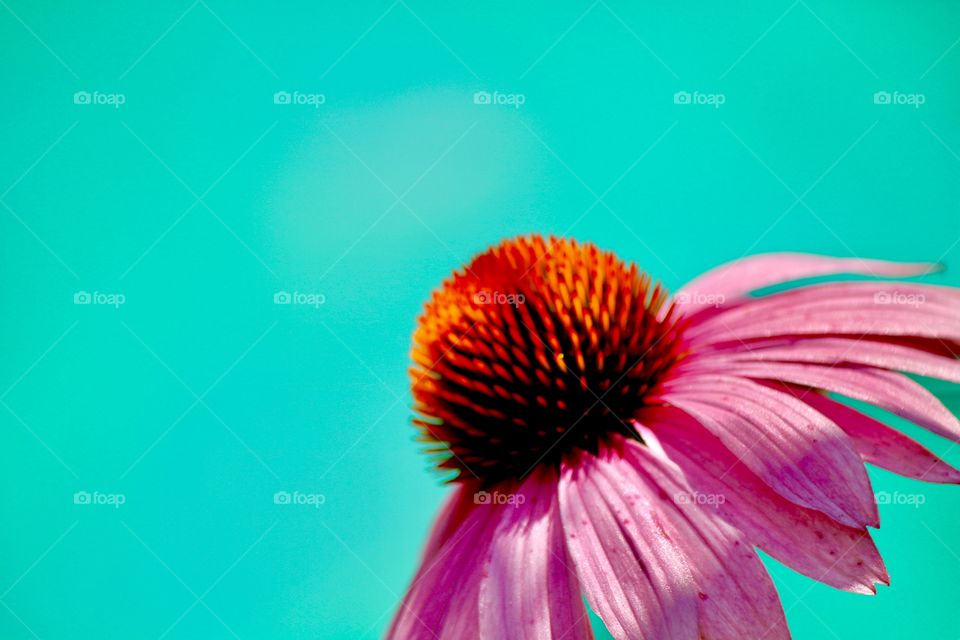 Cone flower by the pool