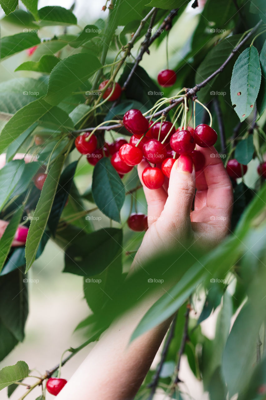 Woman picking cherry berries from tree