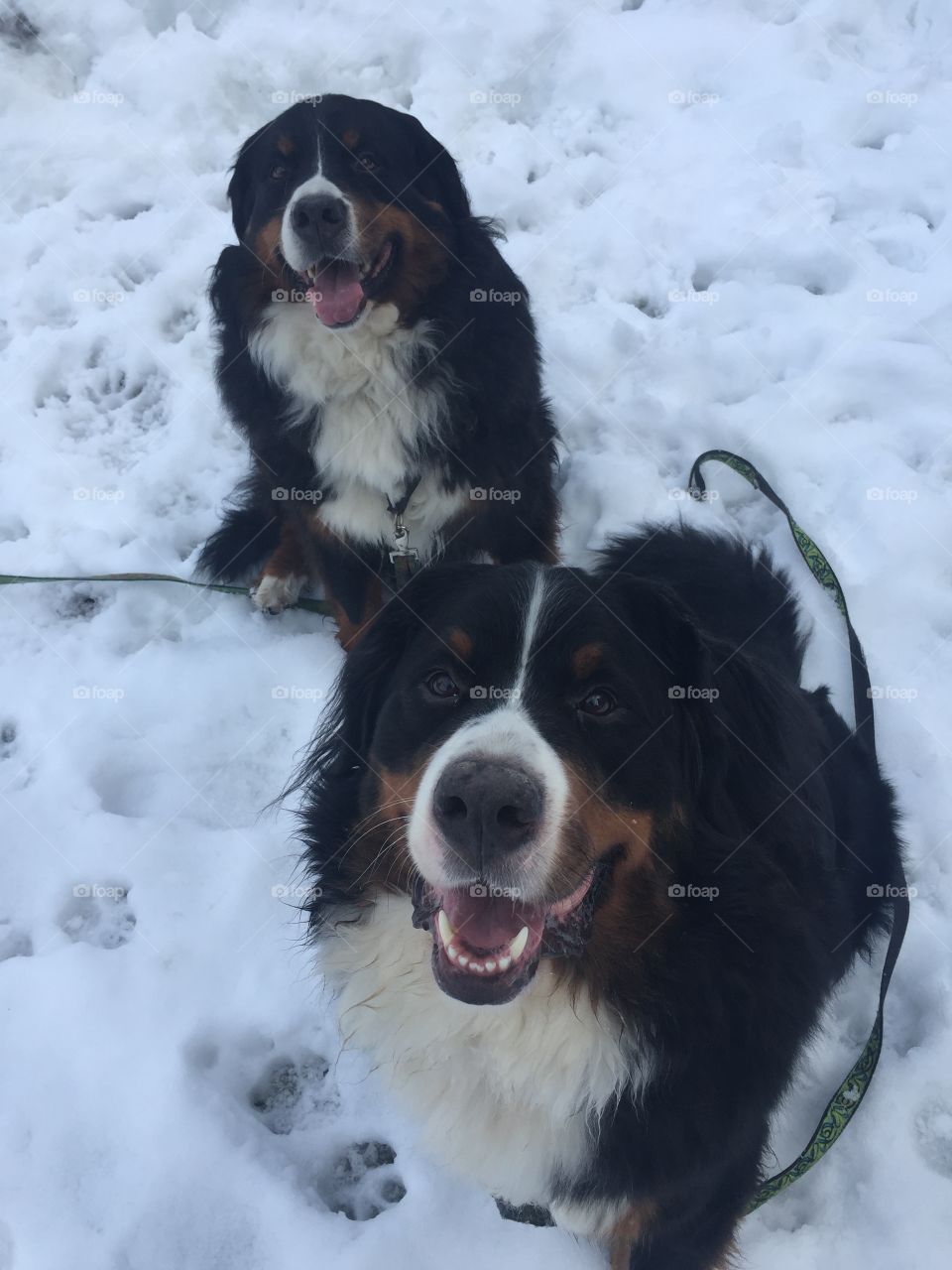 Bernese Mountain dogs in their element 