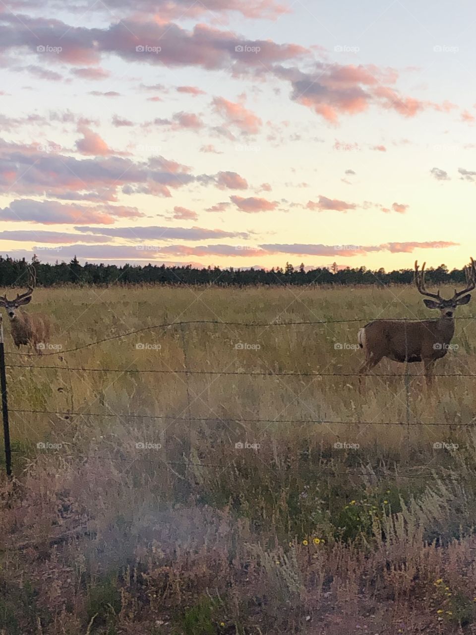 I posted this already but was corrected that these are mule deer not elk -  oops! But still a great shot of them!