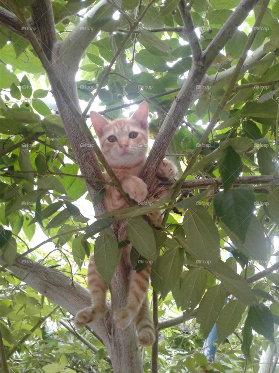 Cat climb on tree