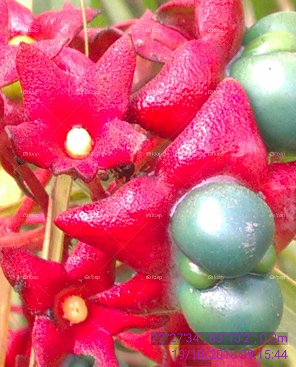 This is a very beautiful flowers and your frout she is forest niyar the river.