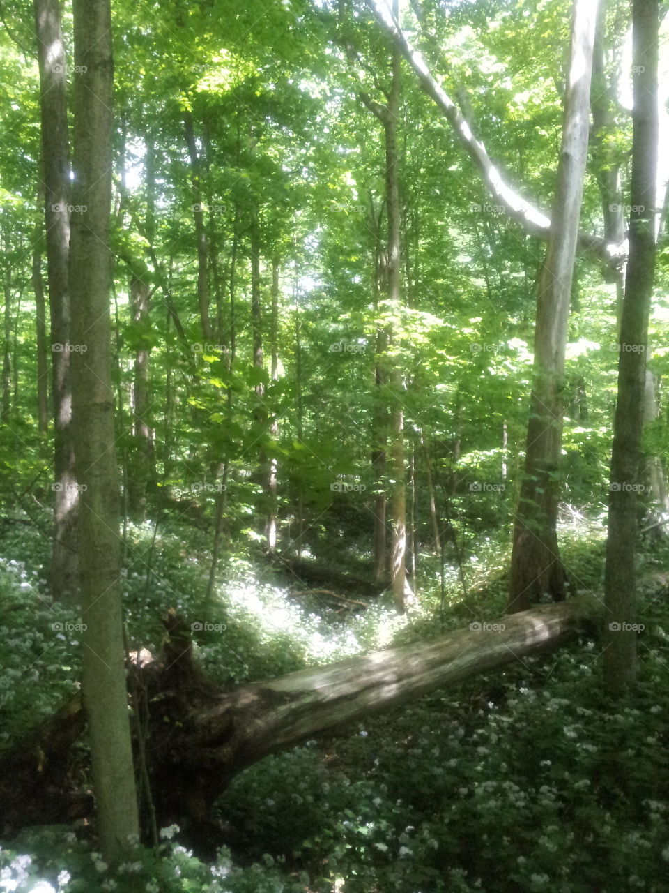 nature valley. a valley in the woods