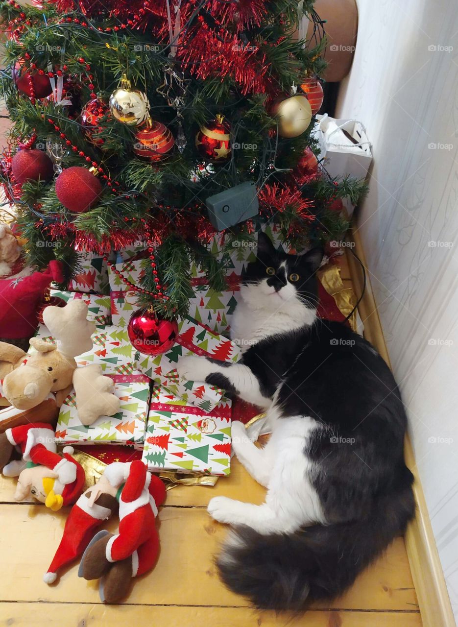 Presents guardian, Christmas cat under the tree