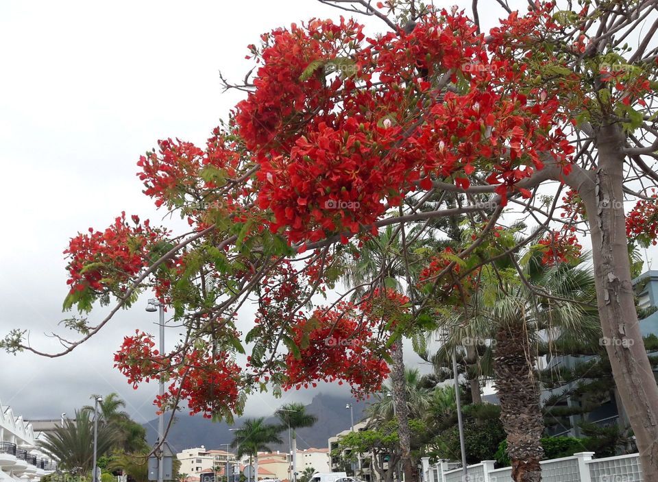 tree, red flowers