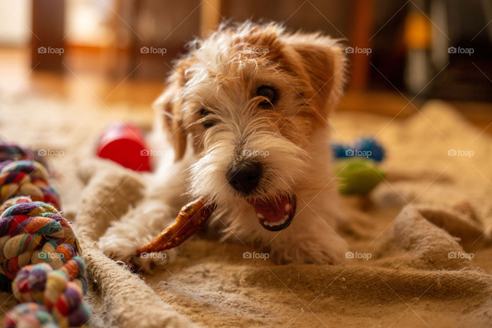 Jack Russell Terrier playing on a blanket