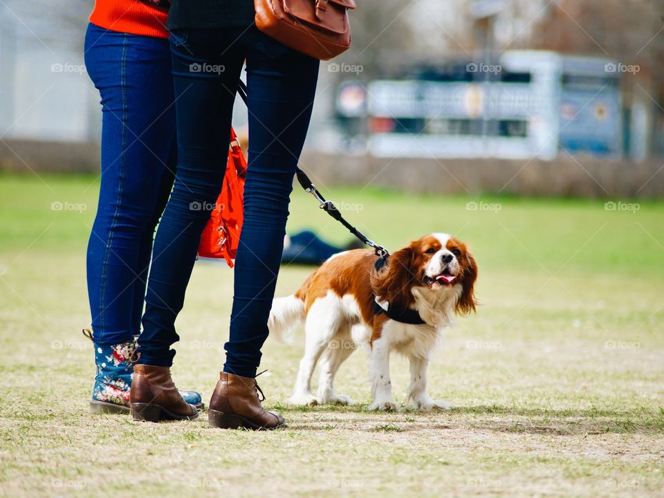 Grass, Dog, Field, Action Energy, Sport