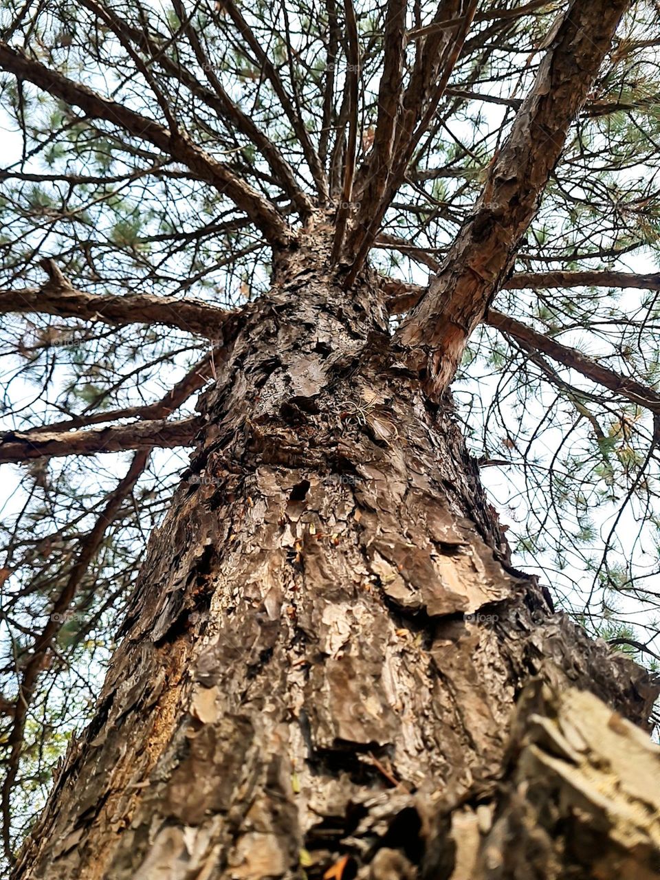 Multiverse: Tree and its branches