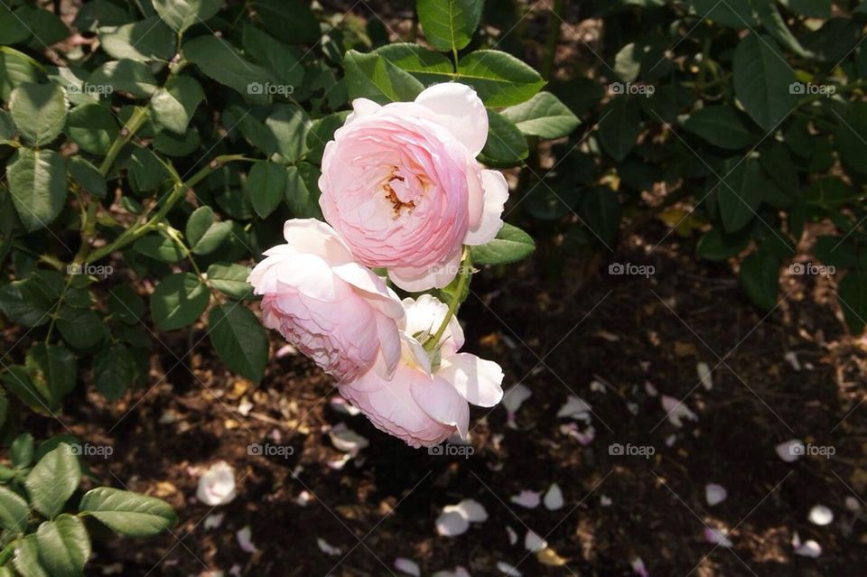 Pale Roses in Bloom