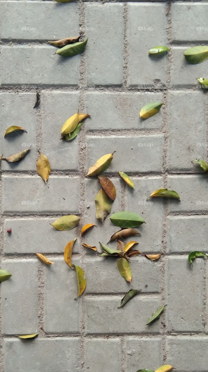 leaves fall down
