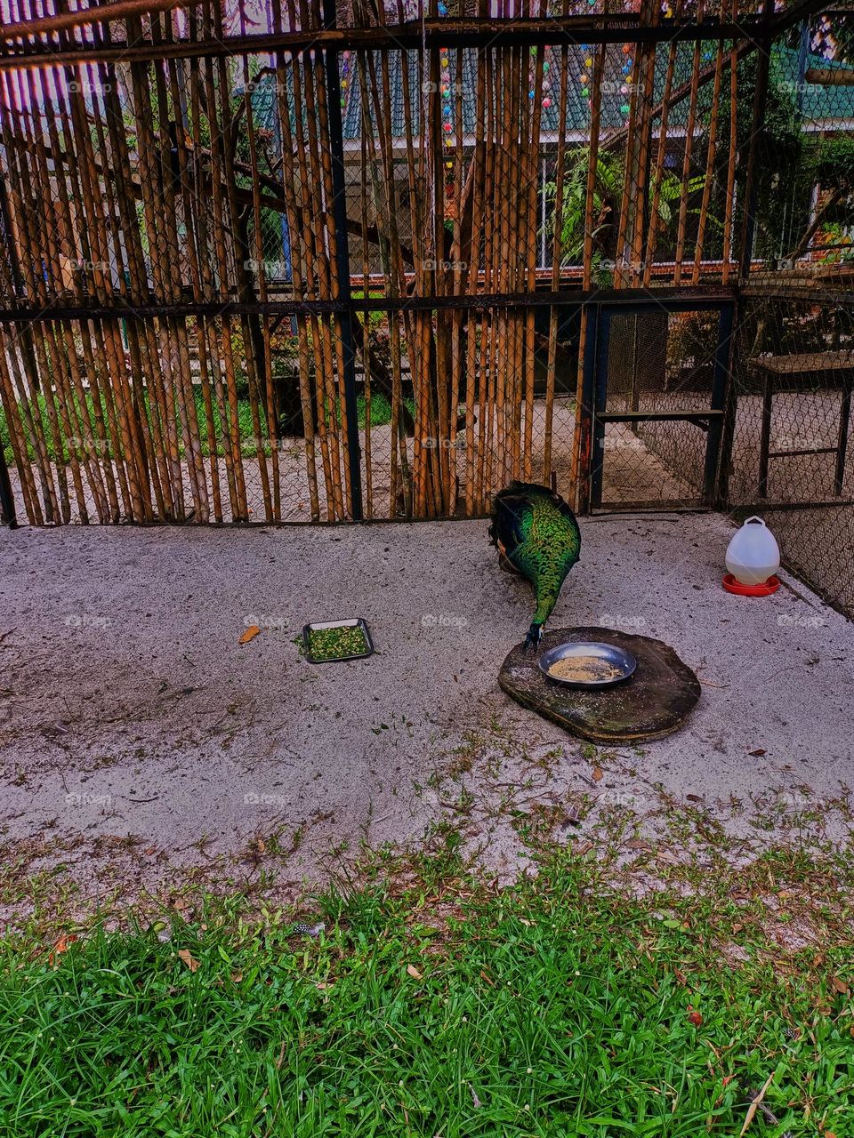 The green peafowl (Pavo muticus) is one of the three species of peacock. This female bird is smaller than the male bird. The feathers are less shiny, grayish green, and without tail coverts.
