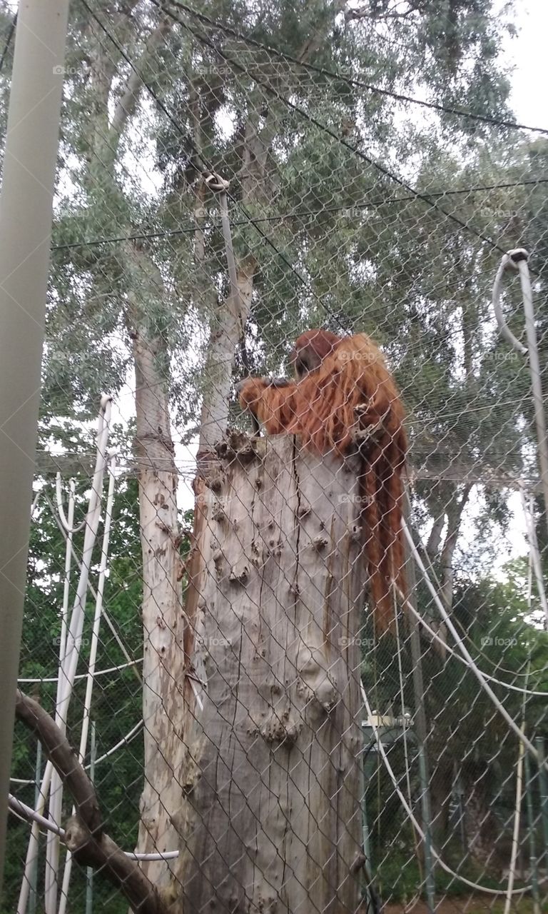 Orangutan