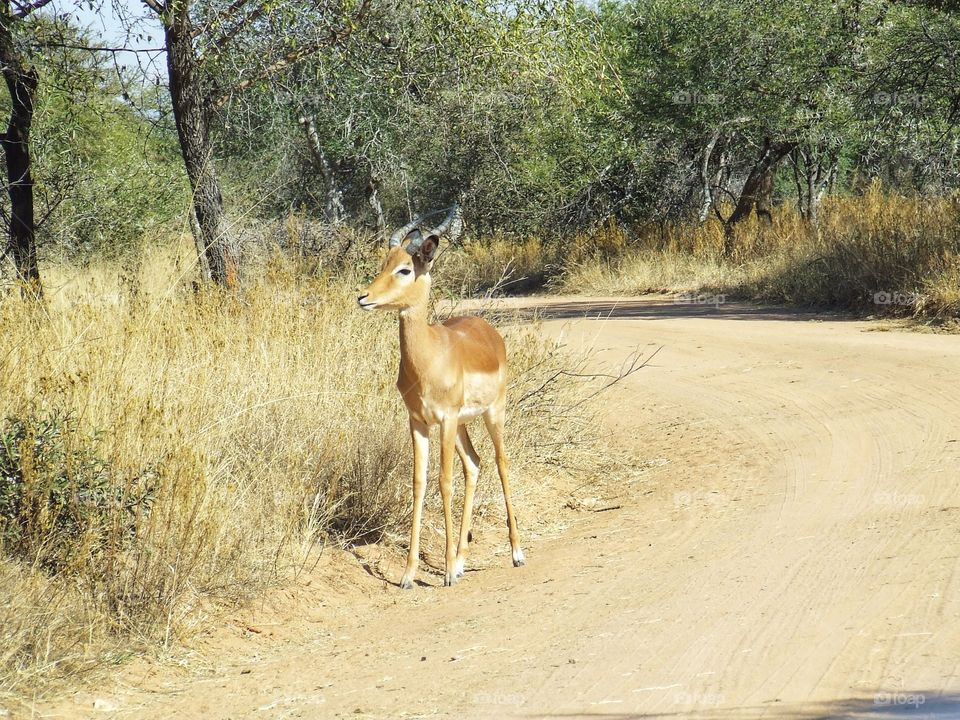 Springbok