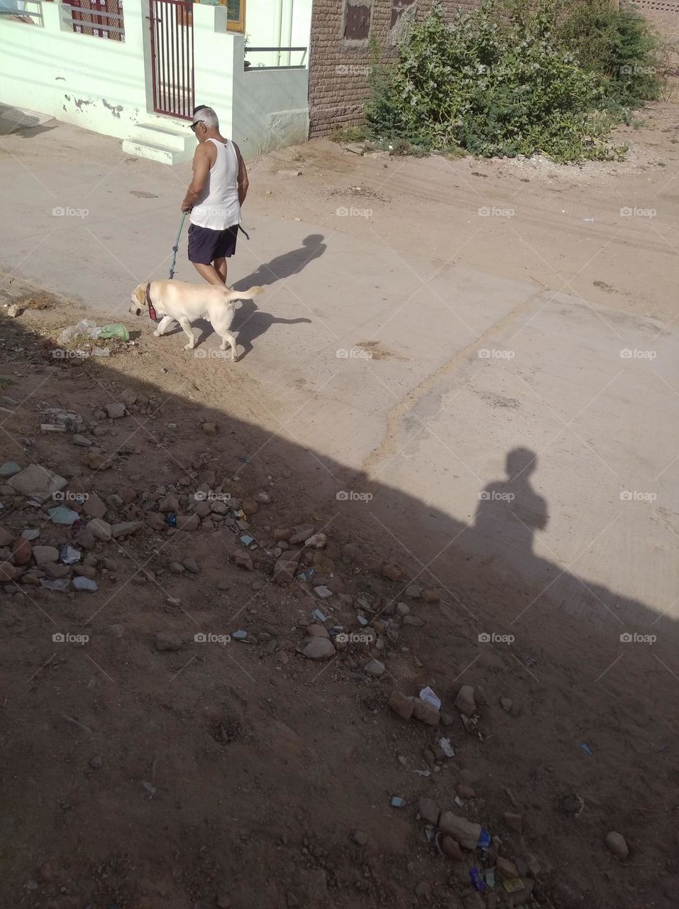 a man with his pet dog doberman walking in the street, white pet looking very beautiful,neck chain with belt