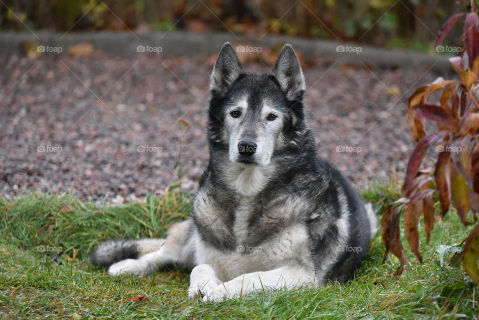 Sweet husky dog 