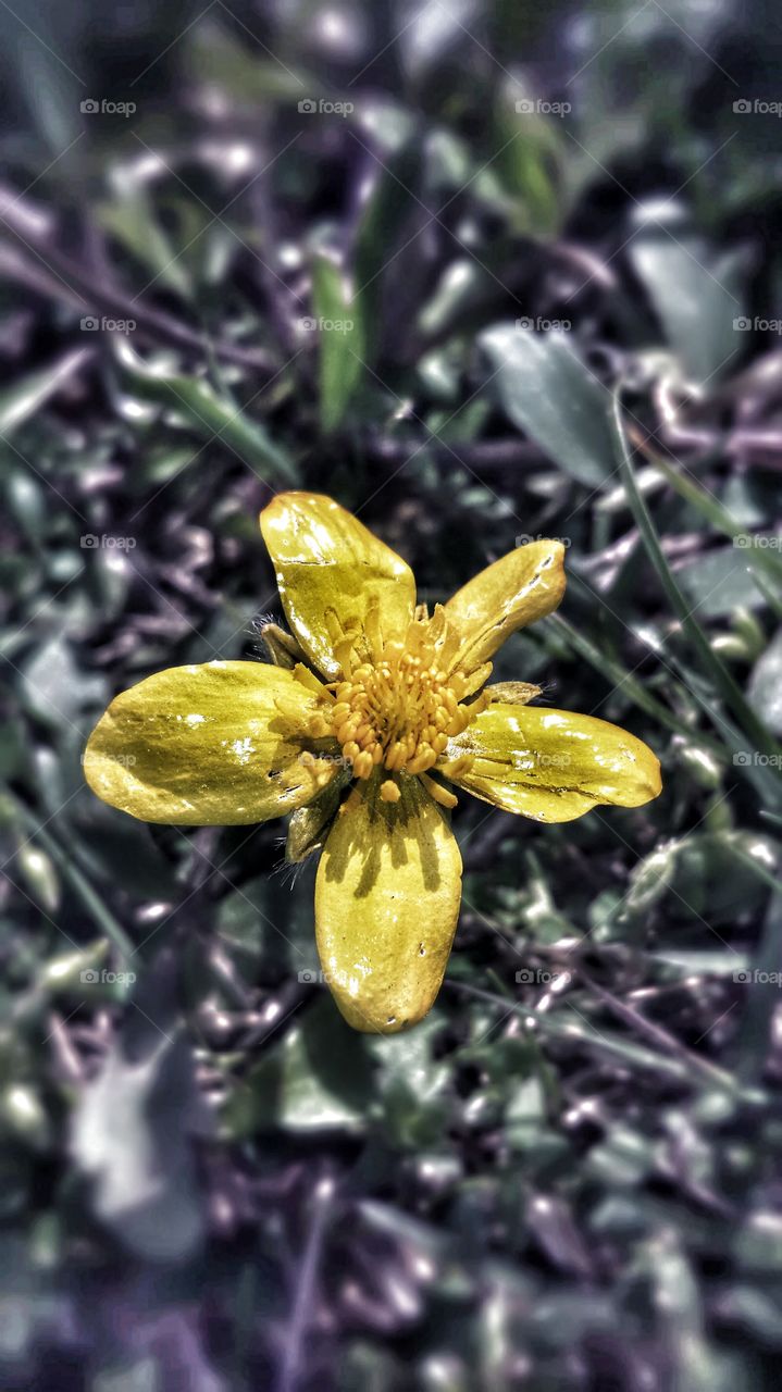 Yellow