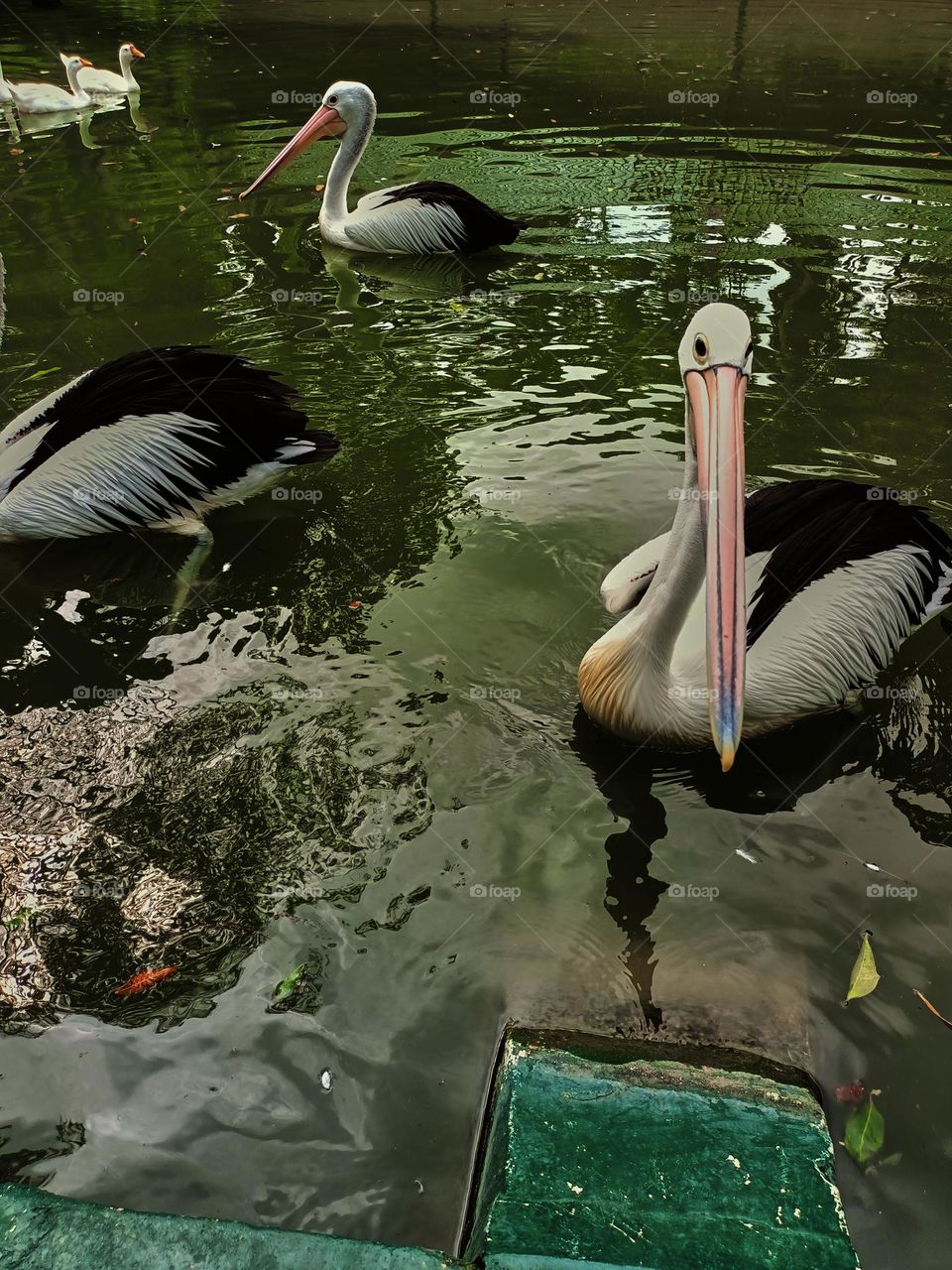 The great white pelican (Pelecanus onocrotalus) aka the eastern white pelican, rosy pelican or white pelican. A group of pelicans finding and waiting for food from visitors in the zoo.