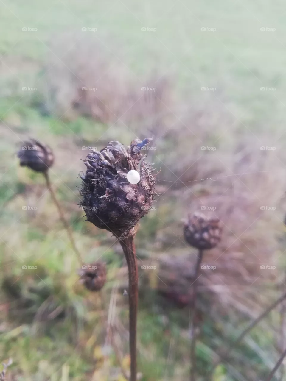 Natur