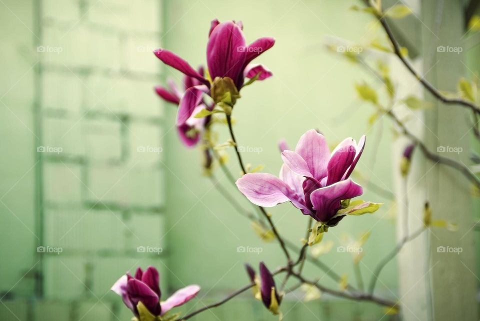 Beautiful pink magnolia flower close-up on a green background. Blooming tree in the garden.