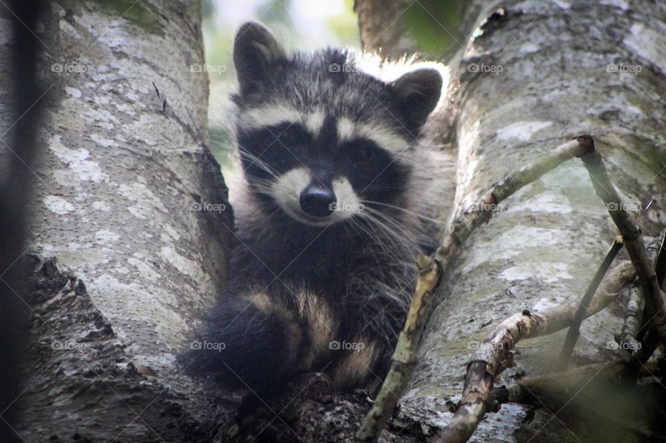 The crows were going crazy in my back yard yesterday pestering this adorable baby raccoon trying desperately to take a nap. The little cutie eventually found a spot in a secluded and tiny nook & settled down for a snooze.🦝